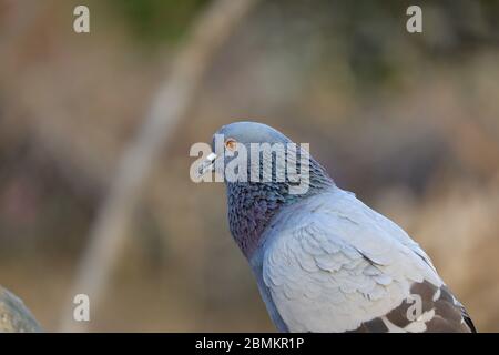 portrait de la jeune pigeon de rue sur le rocher de pali rajasthan Banque D'Images