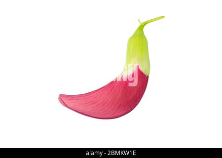 Agasta rouge, Sesban, oiseau de bourdonnement végétal isolé sur fond blanc avec chemin de coupure Banque D'Images