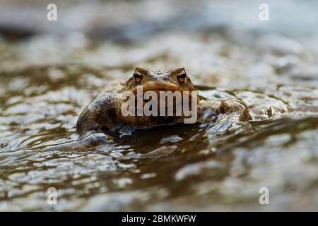 Toad européen commun - Bufo bufo, grande grenouille des rivières et lacs européens, Zlin, République tchèque. Banque D'Images