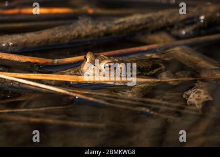 Toad européen commun - Bufo bufo, grande grenouille des rivières et lacs européens, Zlin, République tchèque. Banque D'Images