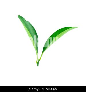 Les feuilles de limon sont isolées sur fond blanc avec un masque Banque D'Images