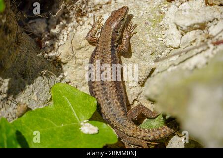 Joli lézard prenant le soleil sur pierre de roche isolée Banque D'Images