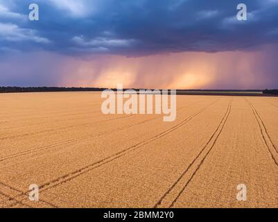 Vue aérienne sur l'impressionnant orage sur champ de blé au coucher du soleil. Nuages sombres de tempête couvrant le paysage rural. Douche à forte pluie à distance. Banque D'Images