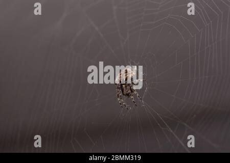 Gros plan l'araignée macro (araignée de tissage de jardin) monte sur la toile. Banque D'Images