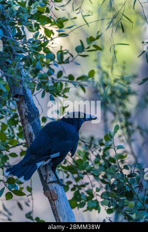 Un currawong à pied mûr perché sur un membre d'arbre au bord de son trou de guerre préféré à Undarra dans le Queensland, en Australie Banque D'Images