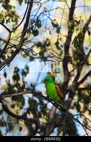 Perroquet australien à ailes rouges, perché sur un arbre de l'arrière-pays autour d'un petit trou d'eau, qui éveille la région avec verrue avant de étancher sa soif à Undarra. Banque D'Images