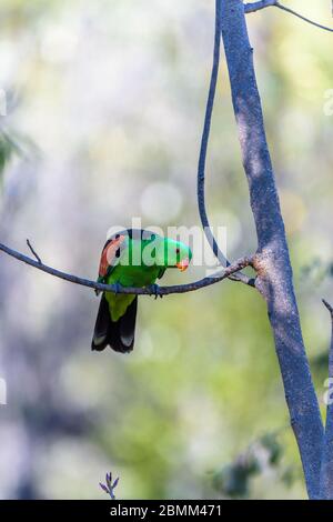 Perroquet australien à ailes rouges, perché sur un arbre de l'arrière-pays autour d'un petit trou d'eau, qui éveille la région avec verrue avant de étancher sa soif à Undarra. Banque D'Images