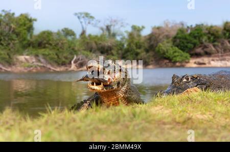 Gros plan d'un Yacare caimans (Caiman yacare) mangeant piranha sur la rive, South Pantanal, Brésil. Banque D'Images