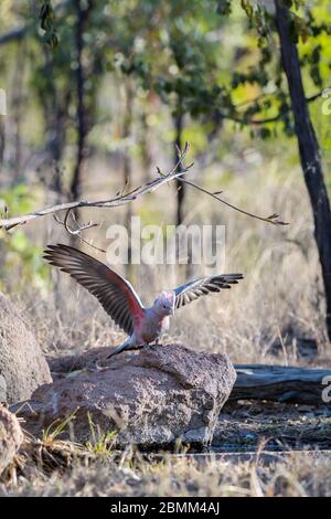 Des coqatoo roses (roses), des ailes se sont étendues, à côté d'un trou d'eau dans l'ouest du Queensland prêt à étancher sa soif. Banque D'Images