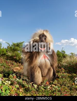 Gros plan d'un singe Gelada mâle (Theropithecus gelada) assis dans l'herbe, montagnes Simien, Ethiopie. Banque D'Images