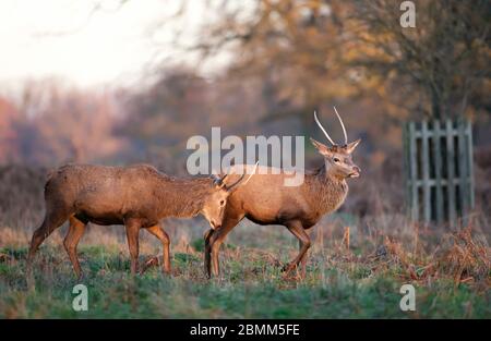 Gros plan de deux jeunes cerfs rouges qui se disputent pour un combat, Royaume-Uni. Banque D'Images