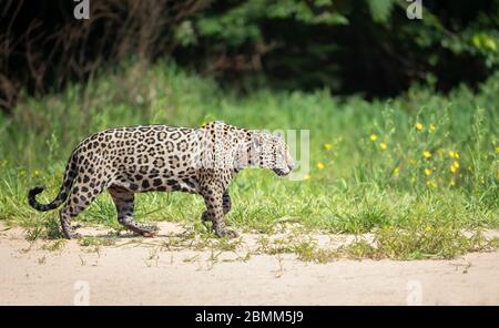 Gros plan d'une Jaguar sur une rive de rivière dans un habitat naturel, Pantanal, Brésil. Banque D'Images