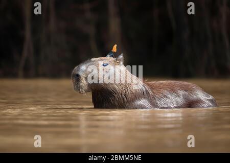 Gros plan d'un Capybara dans l'eau avec un papillon sur la tête, Pantanal Sud, Brésil. Banque D'Images