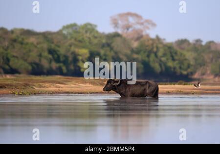 Buffle d'eau sauvage traversant la rivière à Pantanal, Brésil. Banque D'Images