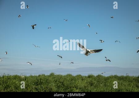 Goéland volant arrivant sur l'herbe entouré d'autres oiseaux volant par un jour ensoleillé, Lady Isle, Écosse, Royaume-Uni Banque D'Images