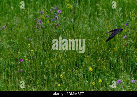 Hirondelle de la grange ( Hirundo rustica ) en vol au-dessus d'un pré à Evros en Grèce Banque D'Images