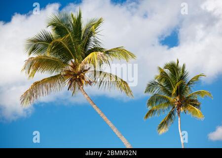 Deux palmiers à noix de coco devant le ciel bleu. Banque D'Images