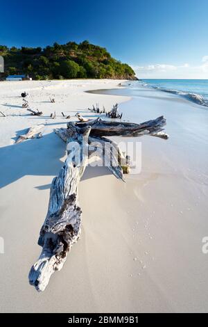 Driftwood sur une plage des caraïbes à Antigua. Banque D'Images