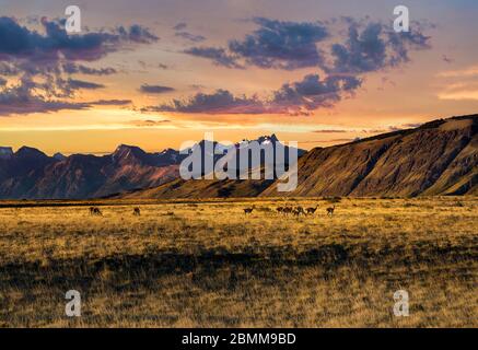 Belle faune au coucher du soleil - troupeau de Guanaco sur les prairies patagoniennes ouvertes avec les montagnes des Andes en arrière-plan Banque D'Images