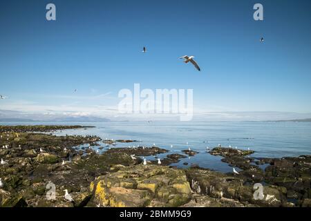 Un Goéland argenté (Larus argentatus) survole une colonie d'oiseaux de mer sur une île rocheuse, Lady Isle, Écosse, Royaume-Uni Banque D'Images