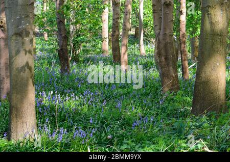 Les cloches fleurissent sur le sol de la forêt à Bredon, Worcestershire, Angleterre, Royaume-Uni Banque D'Images