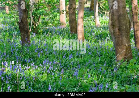 Les cloches fleurissent sur le sol de la forêt à Bredon, Worcestershire, Angleterre, Royaume-Uni Banque D'Images