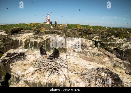 Cormorant poussins dans un nid dans une colonie avec un phare rayé en arrière-plan, Lady Isle, Écosse, Royaume-Uni Banque D'Images