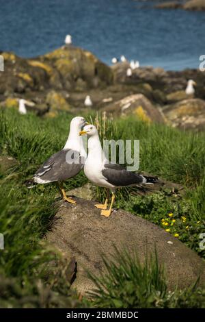 Une paire reproductrice de goélands à dos noir (Larus fuscus) debout sur un rocher dans une colonie insulaire, Lady Isle, Écosse, Royaume-Uni Banque D'Images