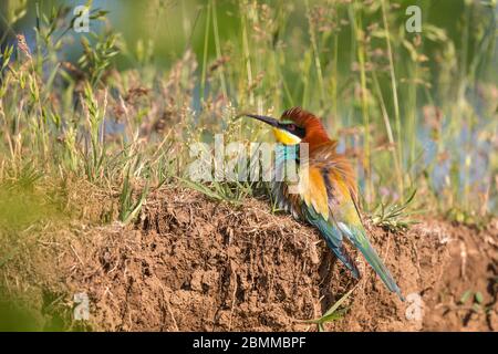 European Bee Eater (Merops Apiaster) reposant sur le sommet d'une banque de sable Banque D'Images