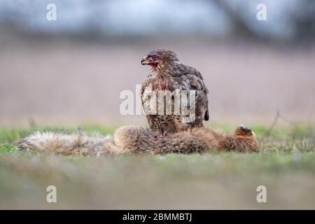 Buzzard commun (Buteo buteo) avec la tête recouverte de sang lors de l'alimentation sur la carcasse d'un renard rouge (Vulpes vulpes) Banque D'Images