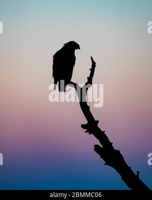 Un Buzzard commun (Buteo buteo) qui perce sur un arbre, silhhoueté contre un ciel avant l'aube Banque D'Images