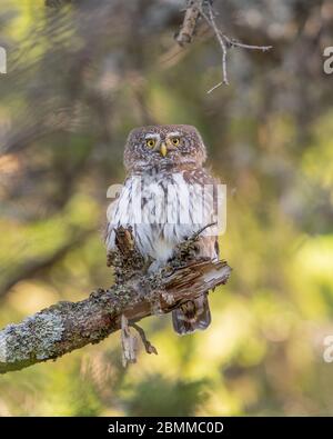 La petite Nyctale eurasienne (Glaucidium passerinum) perçant sur une branche de la forêt boréale, en Slovénie Banque D'Images