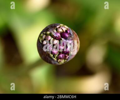 Un gros plan des bourgeons d'allium sur le point de se transformer en fleur. Banque D'Images