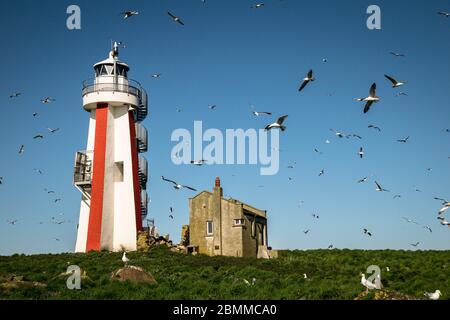 Troupeau de goélands volant autour d'un phare rayé et d'un chalet sur une île, Lady Isle, Écosse, Royaume-Uni Banque D'Images