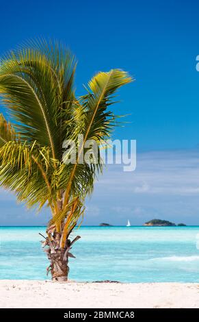 Un petit palmier sur une plage des caraïbes avec de petites îles en arrière-plan. Banque D'Images