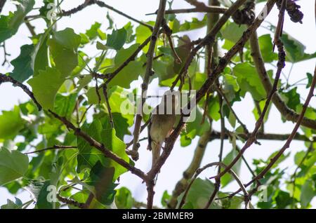 Une femme Chaffinch ( Fringilla coelebs ) dans un arbre à Evros Grèce Banque D'Images