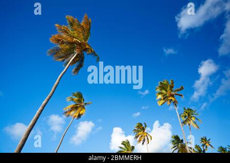 De beaux palmiers à noix de coco d'en dessous avec ciel bleu profond. Banque D'Images