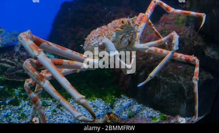 Crabe araignée japonaise géant dans l'aquarium. Macrocheira kaempferi Banque D'Images