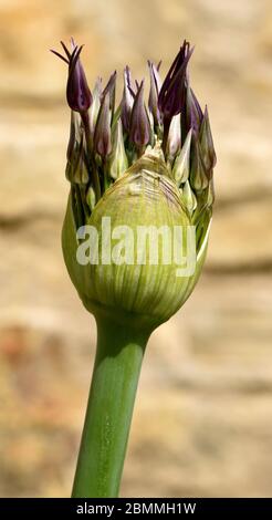 Un gros plan des bourgeons d'Allium Christophii sur le point de se transformer en fleur. Banque D'Images