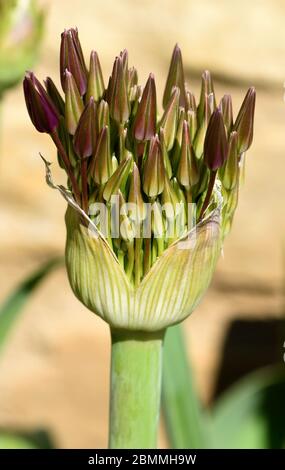 Un gros plan des bourgeons d'Allium Christophii sur le point de se transformer en fleur. Banque D'Images