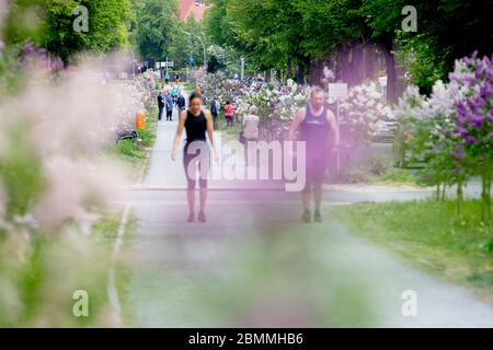 Berlin, Allemagne. 10 mai 2020. Les gens marchent le long de Schorlemerallee à Berlin-Dahlem entre le lilas blanc et violet à fleurs. Credit: Christoph Soeder/dpa/Alay Live News Banque D'Images