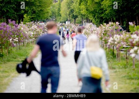 Berlin, Allemagne. 10 mai 2020. Les gens marchent le long de Schorlemerallee à Berlin-Dahlem entre le lilas blanc et violet à fleurs. Credit: Christoph Soeder/dpa/Alay Live News Banque D'Images