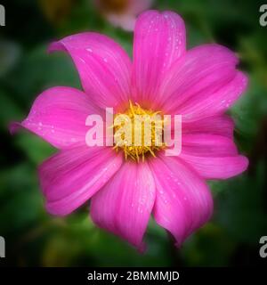 Fleur d'anémone rose en fleur avec gouttes de rosée Banque D'Images