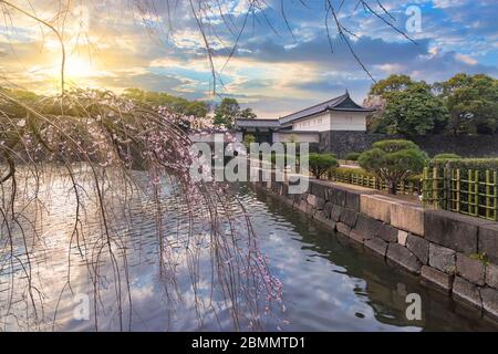 tokyo, japon - mars 25 2020: Porte Edojō Ōte-mon Donjon avec des douves bordées de cerisier de saule pleurant à l'extérieur du Palais impérial de Tokyo au soleil Banque D'Images