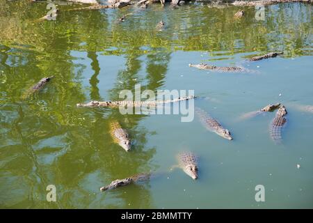 Des crocodiles d'eau salée juvéniles nagent dans des eaux troubles dans le territoire du Nord de l'Australie Banque D'Images