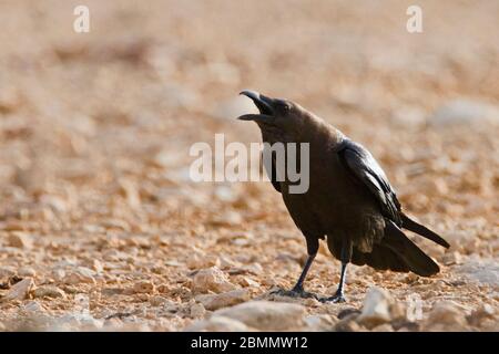 Corbeau à col brun (Corvus ruficollis). Photographié en Israël en février Banque D'Images