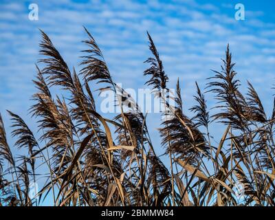 Têtes de graines de Phragmites roseaux soufflant dans la brise avec un fond bleu tacheté de ciel Banque D'Images