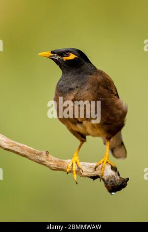 Myna Common Myna Acridotheres (ou indiennes tristis). Cet oiseau est originaire de l'Asie du sud de l'Afghanistan à Sri Lanka. L'Myna a été introduit en Banque D'Images