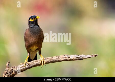 Myna Common Myna Acridotheres (ou indiennes tristis). Cet oiseau est originaire de l'Asie du sud de l'Afghanistan à Sri Lanka. L'Myna a été introduit en Banque D'Images