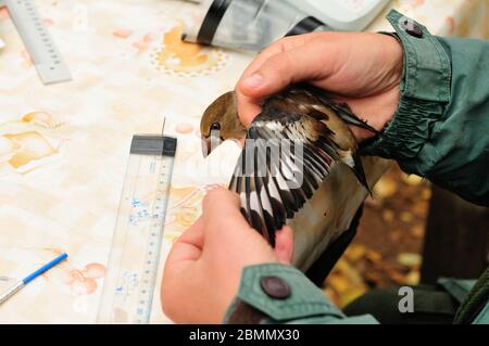 Chopes sonnant (Coccothrautes coccothrautes) par ornithologue Banque D'Images